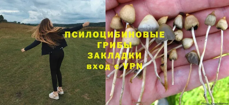 Псилоцибиновые грибы MAGIC MUSHROOMS  Енисейск 